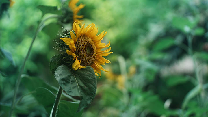 api img 69649b64124c7