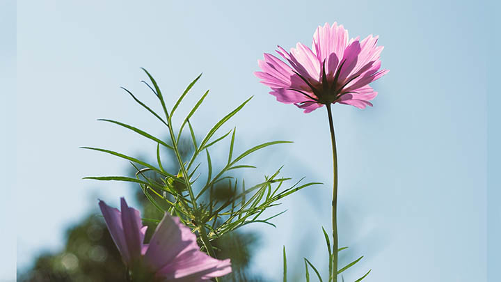 api img 69670965b70dc