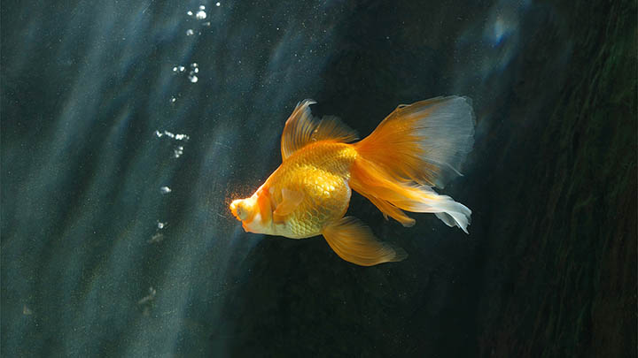 WPS软件下载详细攻略+在线安装指导 api img 696a8421cc2fd