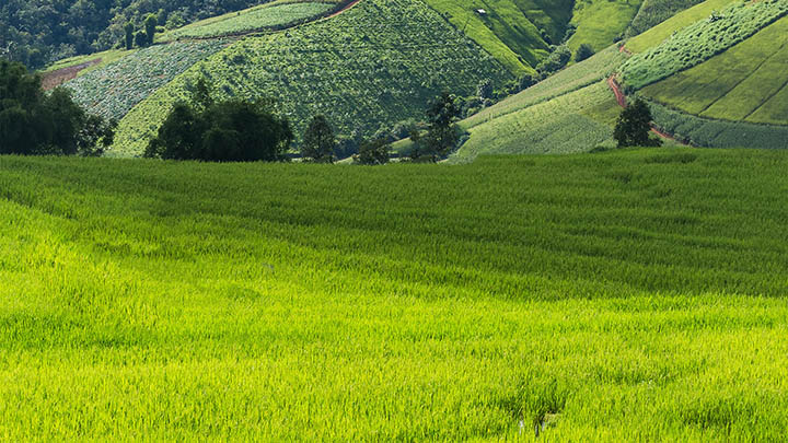 WPS应用内如何轻松下载壁纸全解析图解 WPS应用内如何轻松下载壁纸全解析图解 二