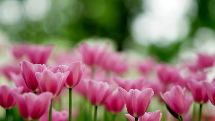 WPS下载记录无法删除?三种操作思路轻松解决 WPS下载记录无法删除?三种操作思路轻松解决 二