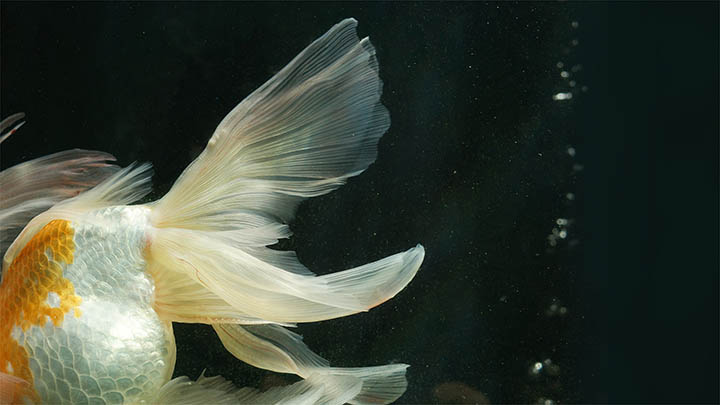 WPS如何免费下载：快速安装指南 二