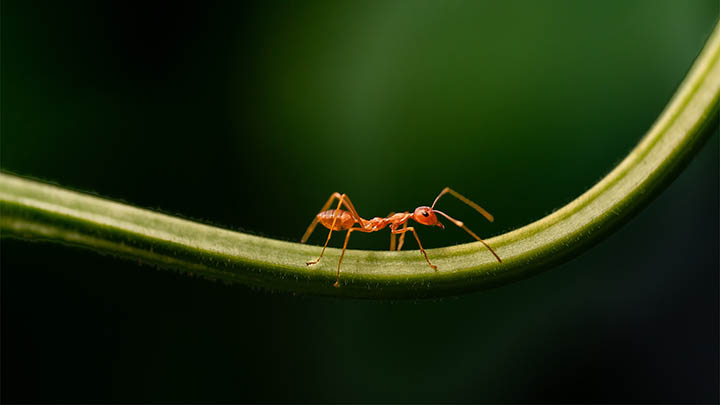 WPS软件下载全流程解析,如何快速获取正版免费版本? WPS软件下载全流程解析,如何快速获取正版免费版本? 二
