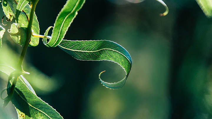 WPS学堂下载全攻略+官方链接入口 WPS学堂下载全攻略+官方链接入口 二