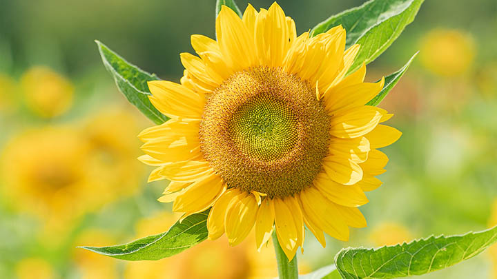 如何离线下载并安装WPS？无网环境下轻松实现安装步骤全解析 二