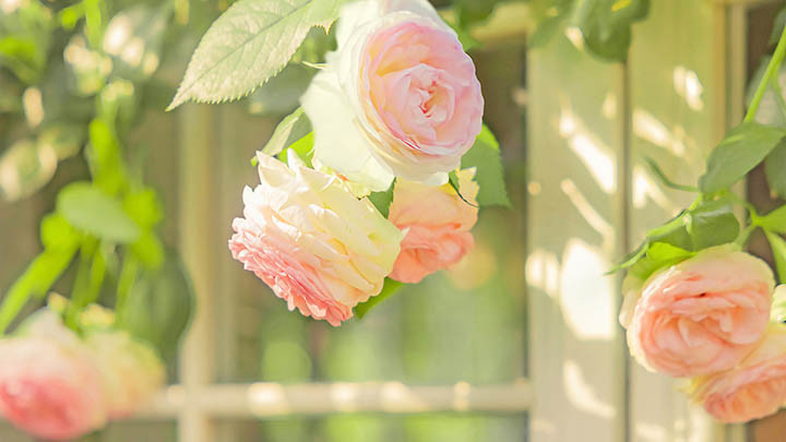 iPhone如何下载WPS？官方教程详解 二