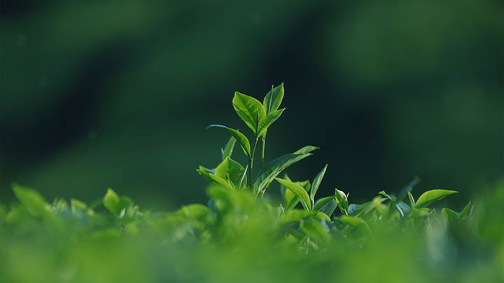 新版WPS下载教程详解，轻松获取官方最新版本 二