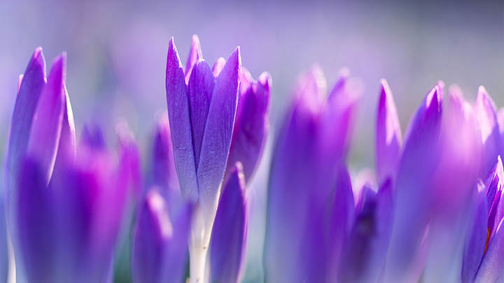 WPS软件轻松下载指南2025版Win/Mac全覆盖 二