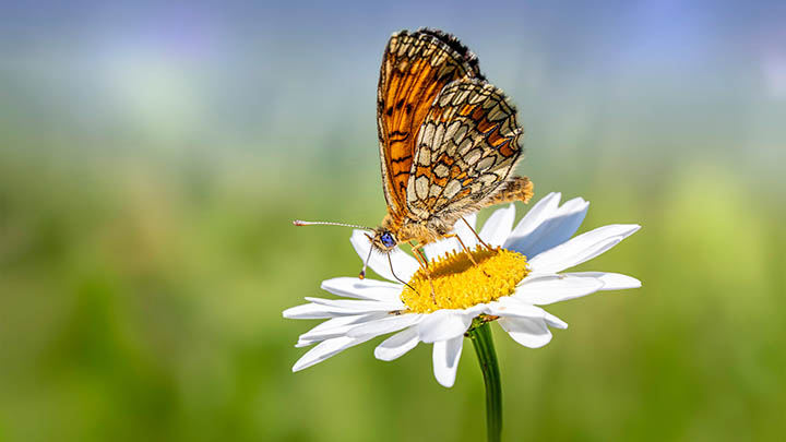 WPS如何设置下载全面指南 二